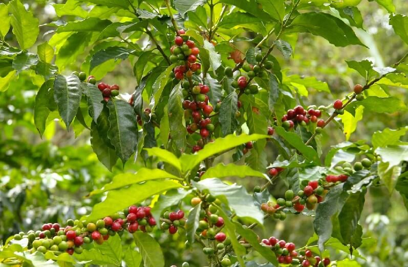 arabica vs robusta: they might look similar, but the plants are different