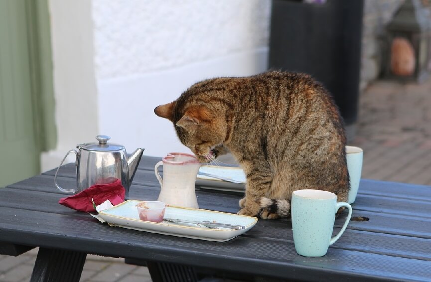 dried coffee's odor is good against cats, snails and other animals