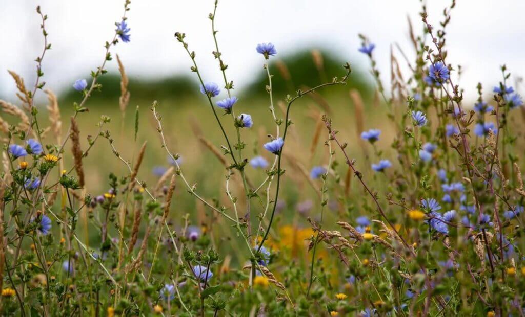 chicory roots have many health benefits