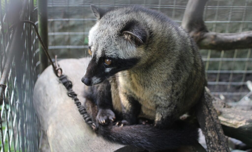 a civet cat (also known as palm civet) consumes the coffee cherry to make kopi luwak