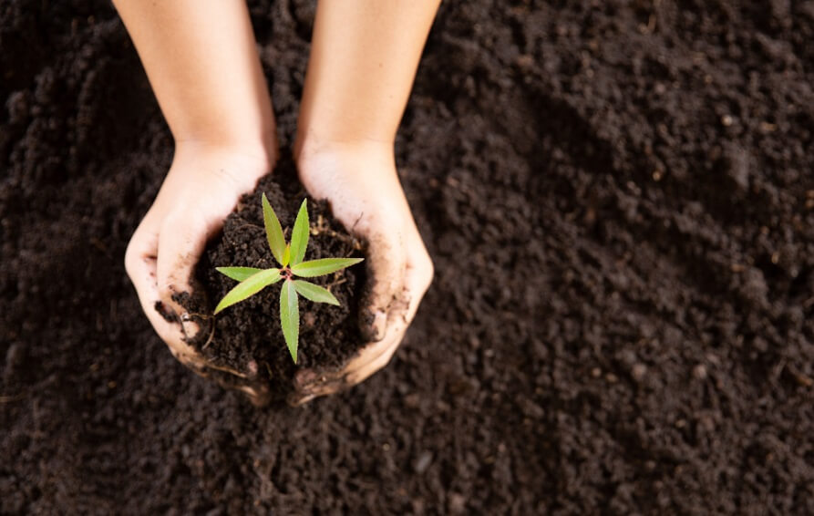 the nitrogaine content of wasted coffee grounds benefit flowers. it is a good soil