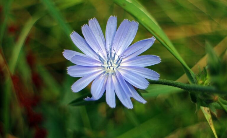 what is chicory coffee? Chicory is a bluish-lilac summer plant that resembles a dandelion. Chicory coffee is made from it's roots