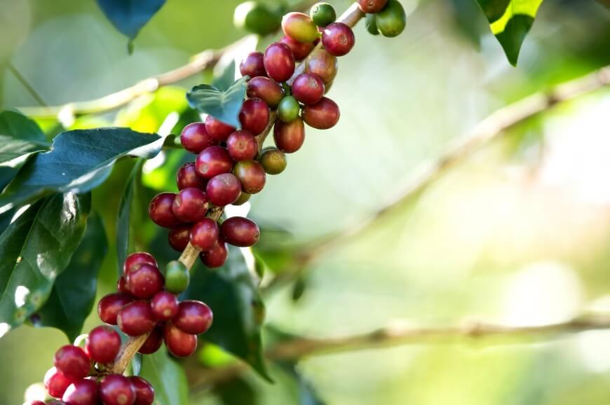 What is robusta coffee? A coffee plant with leaves and coffee fruits.